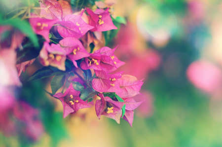 Beautiful abstract floral background with pink flowerの写真素材
