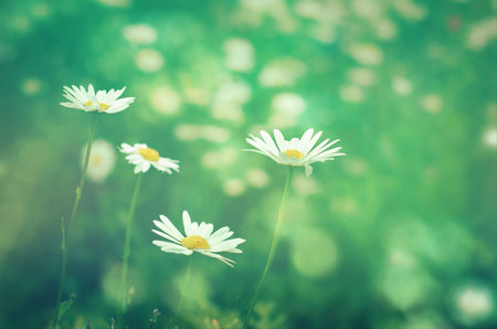 Meadow daisies flowers close-up in sunlight. Vintage effect with soft focus. Meadow daisies flowers close-up in sunlight. Vintage effect with soft focus.