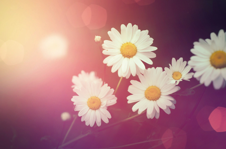 Vintage natural flower on pink bokeh backgroundの写真素材