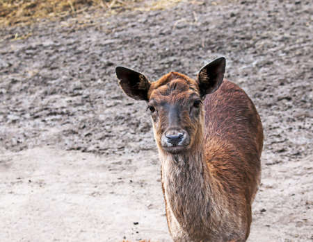 Portrait of a European deer cub. The fawn looks into the camera.の写真素材