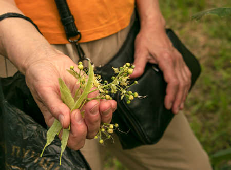 Hands of an aged woman with a handful of healing linden flowers. Collect beautiful linden flowers on...
