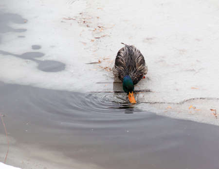 Mallard duck drinks melting water standing on ice. Female wild duck on spring lake.の写真素材