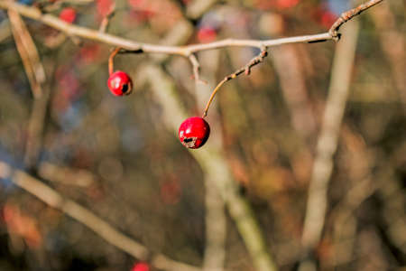 Dried rose hip berries on a branch blurred background.