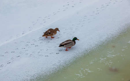 Ducks swim along the icy bank of the river. Wild ducks in winter. The surface of the water is partially covered with ice. cold winter weatherの写真素材