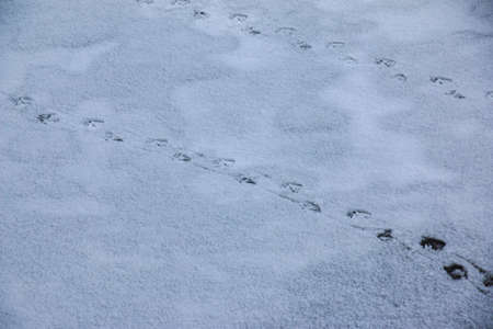 Footprints from duck paws on a snowy. close-up.の写真素材