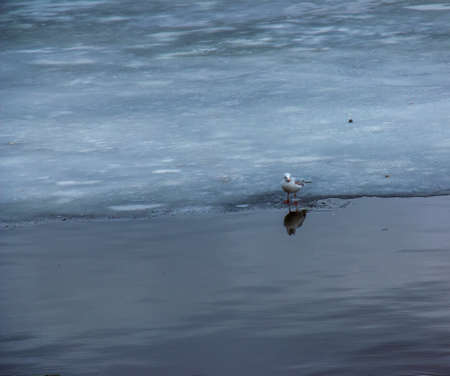 Seagull on the ice on the river in bright sunny spring day.の写真素材