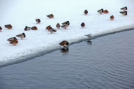 Ducks swim along the icy bank of the river. Wild ducks in winter. The surface of the water is partially covered with ice. cold winter weatherの写真素材