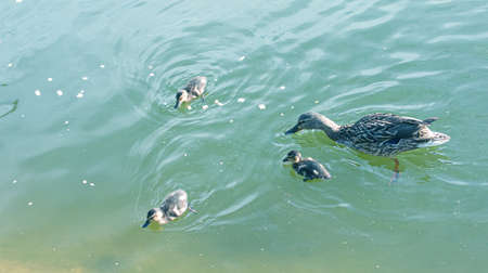 A family of ducks, a duck and its little ducklings are swimming in the water. The duck takes care of...