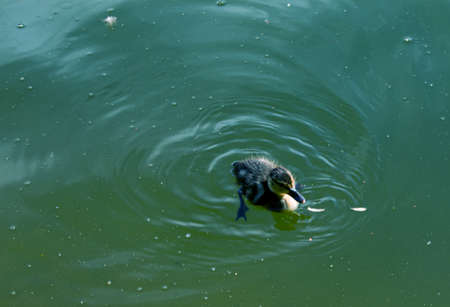 The little duckling swims. One duckling swims on the green-blue surface of the water.の写真素材