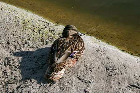 A duck basks in the sun on a concrete surface near a river. The photo was taken on a sunny spring day.の写真素材