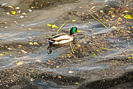 Duck swimming in dirty waste lake water. Animal ecological problem.の写真素材