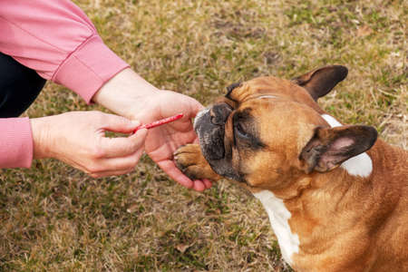 The woman's owner's hand feeds a piece of sausage to a female French bulldog. Training, behavior and education concept.の写真素材