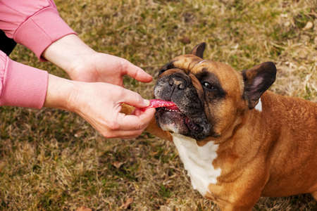 The woman's owner's hand feeds a piece of sausage to a female French bulldog. Training, behavior and education concept.の写真素材