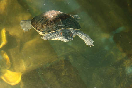River turtle in the habitat. Turtle in the water and on wooden platforms.の写真素材