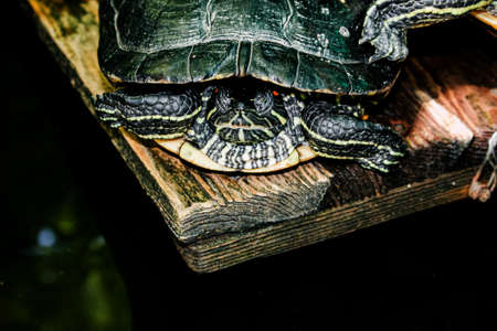 River turtle in the habitat. Turtle in the water and on wooden platforms.の写真素材