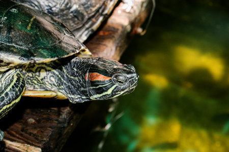 River turtle in the habitat. Turtle in the water and on wooden platforms.の写真素材