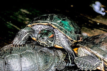 River turtle in the habitat. Turtle in the water and on wooden platforms.の写真素材