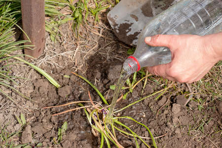 Female hands plant seedlings in fertile soil and mulch plantsの写真素材