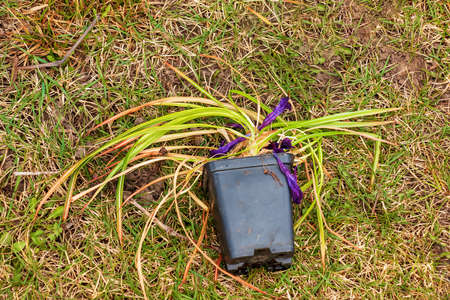 A flower in a plastic pot is prepared for planting in the soil.の写真素材