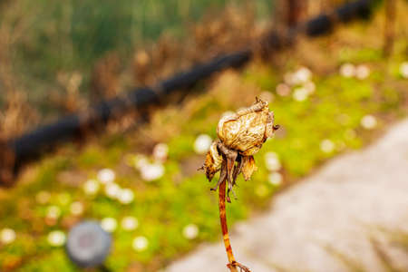 Dry old rose in the garden with a blurred background. Spring. Rose bush before spring pruning.の写真素材