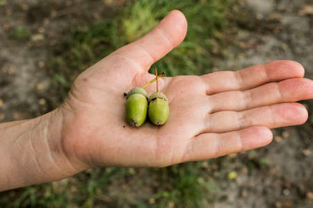 Acorns in the palm of a middle-aged woman. Bright green acorns in mid-summer. Natureの写真素材