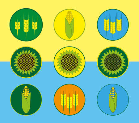 Wheat, corn and sunflower icons set. Illustration. Icons on the yellow-blue flag of Ukraine.のイラスト素材