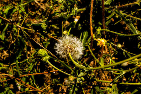 Fluffy dandelion flower on dark green backgroundの写真素材