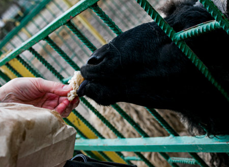 A woman's hand feeds goats with vegetables on a farm in Ukraine.の写真素材