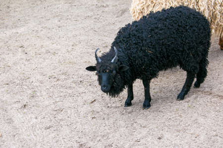 Funny goats walk on the farm. In nature, there are up to ten varieties of goats.の写真素材