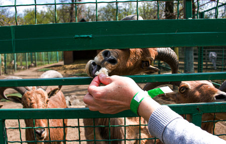 A woman's hand feeds goats with vegetables on a farm in Ukraine.の写真素材