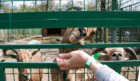 A woman's hand feeds goats with vegetables on a farm in Ukraine.の写真素材
