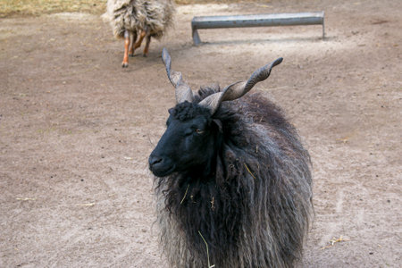 Funny goats walk on the farm. In nature, there are up to ten varieties of goats.の写真素材