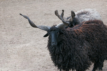 Funny goats walk on the farm. In nature, there are up to ten varieties of goats.の写真素材