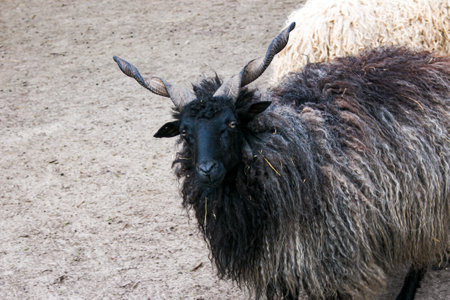 Funny goats walk on the farm. In nature, there are up to ten varieties of goats.の写真素材