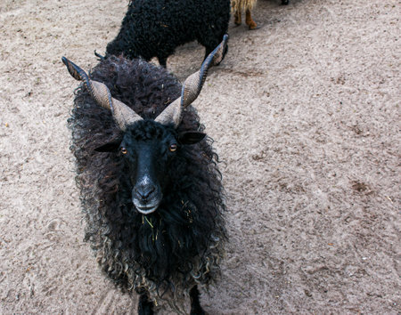 Funny goats walk on the farm. In nature, there are up to ten varieties of goats.の写真素材