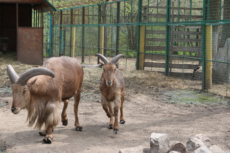 Funny goats walk on the farm. In nature, there are up to ten varieties of goats.の写真素材