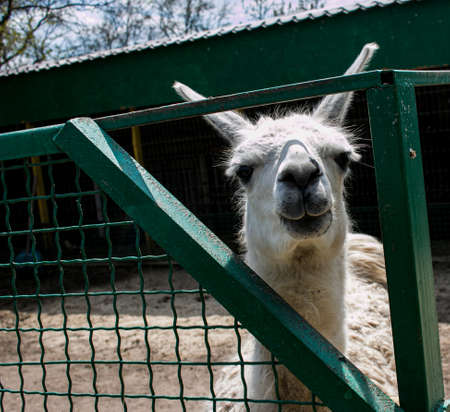 Cute alpaca (lama, llama) in animal farm. Beautiful alpaca or llama in paddock cade. Animal portrait eating hay. Close up tender alpaca in llama farm or zoo. Furry lama feeding conceptの写真素材