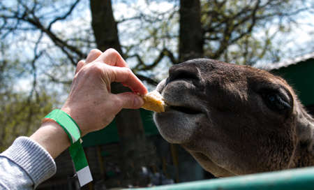 Lama eats food from a woman's hand at the zoo.の写真素材