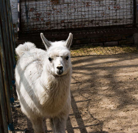 Cute alpaca (lama, llama) in animal farm. Beautiful alpaca or llama in paddock cade. Animal portrait eating hay. Close up tender alpaca in llama farm or zoo. Furry lama feeding conceptの写真素材