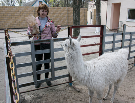 Lama eats food from a woman's hand at the zoo.の写真素材