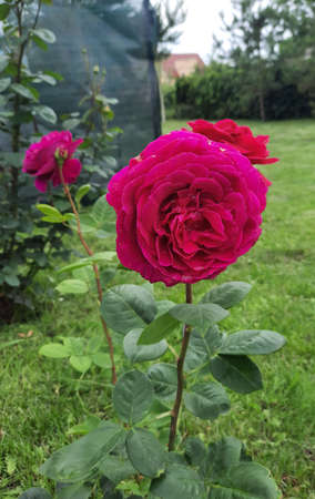 Close-up of a purple rose against a dark green background.の写真素材
