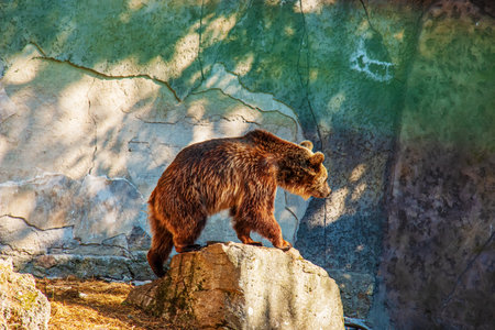 The Eurasian brown bear (Ursus arctos arctos), also known as the common brown bear. Brown bear on the rocks.の写真素材