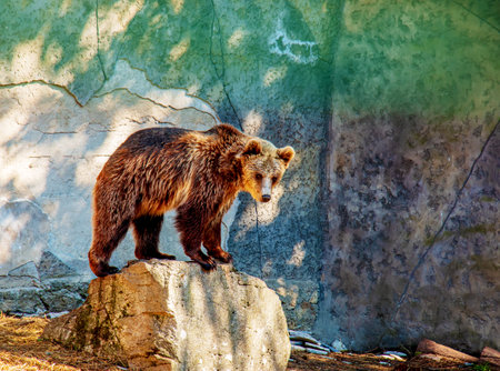 The Eurasian brown bear (Ursus arctos arctos), also known as the common brown bear. Brown bear on the rocks.の写真素材