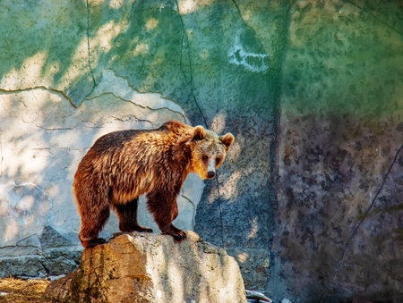 The Eurasian brown bear (Ursus arctos arctos), also known as the common brown bear. Brown bear on the rocks.の写真素材