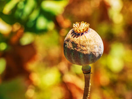 Achene with seeds of the maturing poppy plant. The stem and the box with the seeds of medicinal red poppy.の写真素材
