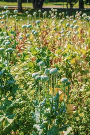 Achene with seeds of the maturing poppy plant. The stem and the box with the seeds of medicinal red poppy.の写真素材