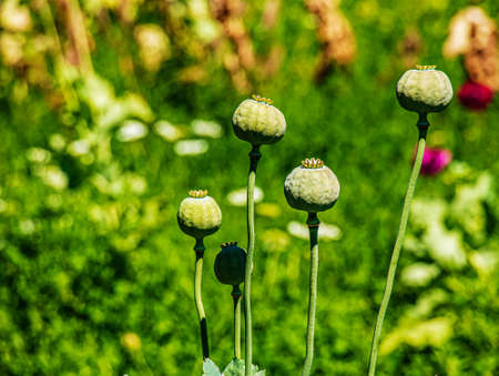 Achene with seeds of the maturing poppy plant. The stem and the box with the seeds of medicinal red poppy.の写真素材