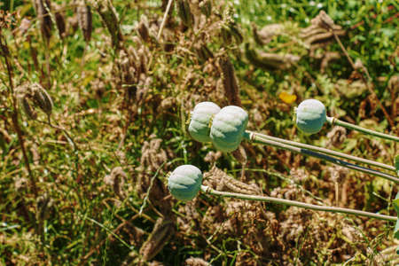 Achene with seeds of the maturing poppy plant. The stem and the box with the seeds of medicinal red poppy.の写真素材