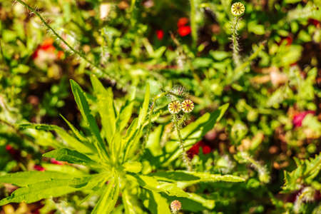 Achene with seeds of the maturing poppy plant. The stem and the box with the seeds of medicinal red poppy.の写真素材