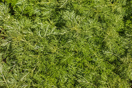 Closeup of fresh growing sweet wormwood (Artemisia Annua, sweet annie, annual mugwort) grasses in...